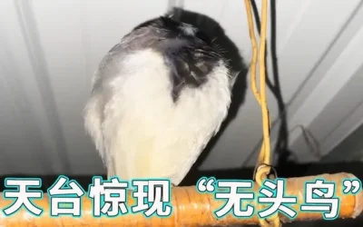 SPARROW - Headless Observer