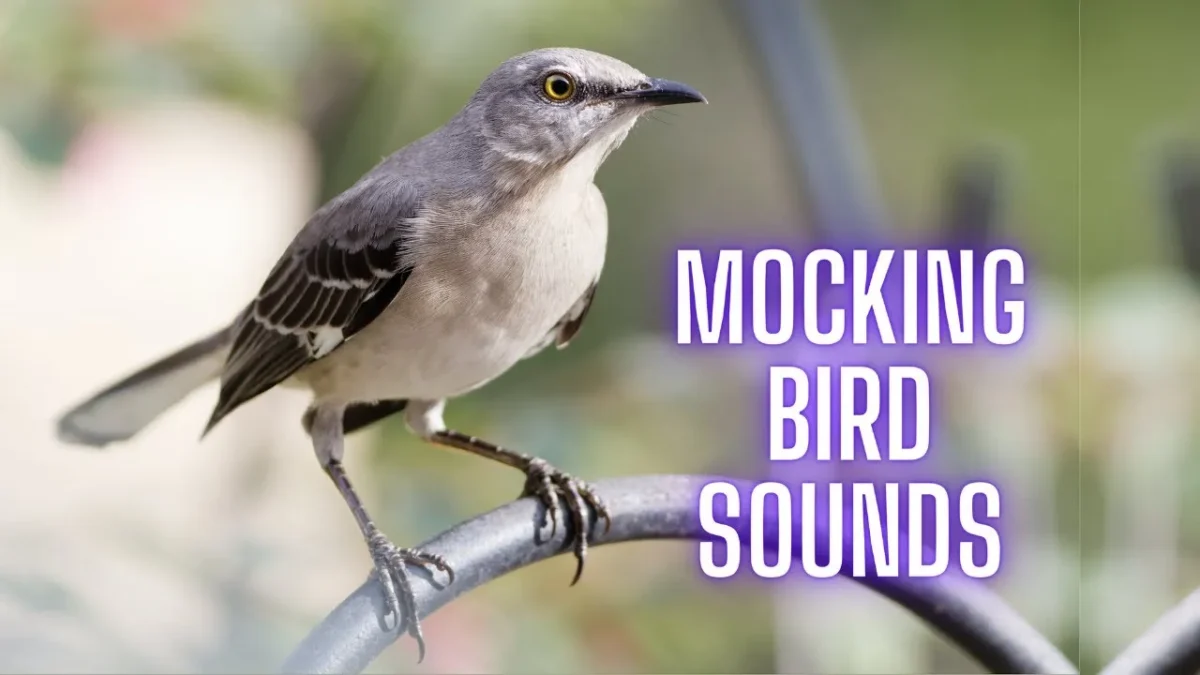Sound Steps – Mocking Bird