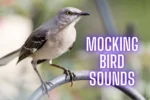 Sound Steps – Mocking Bird