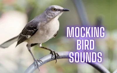 Sound Steps – Mocking Bird